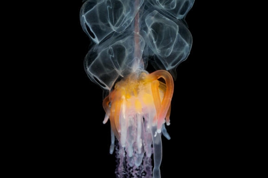 Physophora hydrostatica; the hula skirt siphonophore, is a spectacular widespread species also common in Norway.