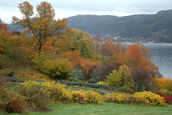 Skogen i Arboretet