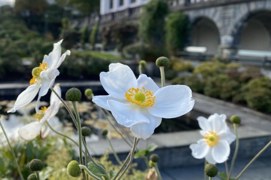 Blomst i Muséhagen