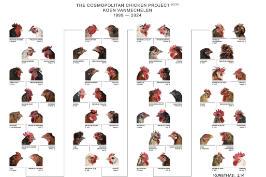 The Chicken Project