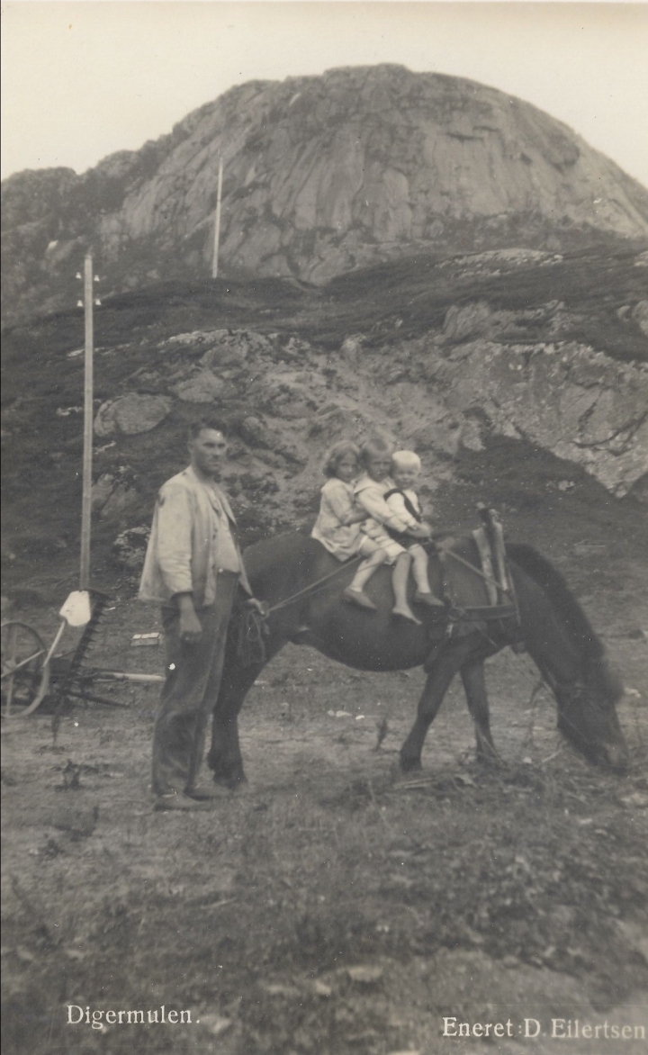 Lofothest med arbeidssele på Digermulen, ca 1925.