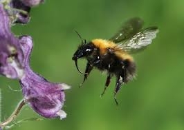 Bombus consobrinus, lushatthumle